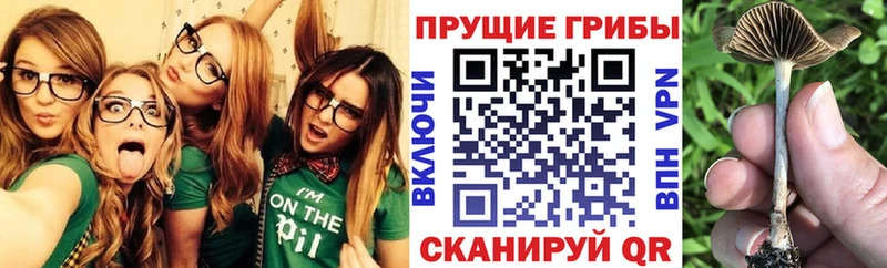 shop наркотические препараты  Таштагол  Псилоцибиновые грибы Psilocybine cubensis 